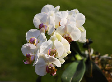 Kara's Care Tips #2: Phalaenopsis orchid