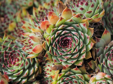Kara's Tips #5: Sempervivum