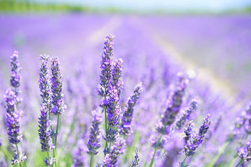 Kara's Care Tips #3: Lavender