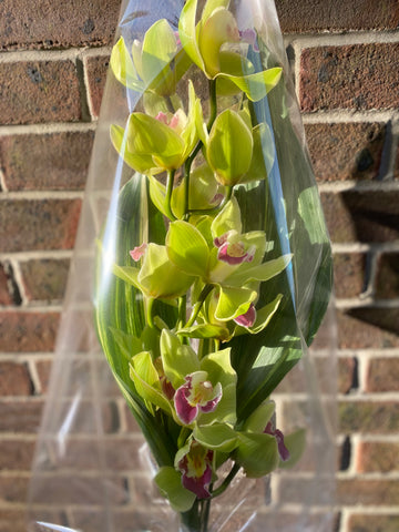 Beautiful Cymbidium Orchid