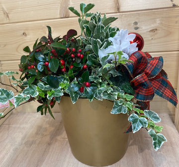 Christmas planted display