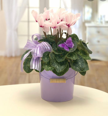 A pretty flowering plant