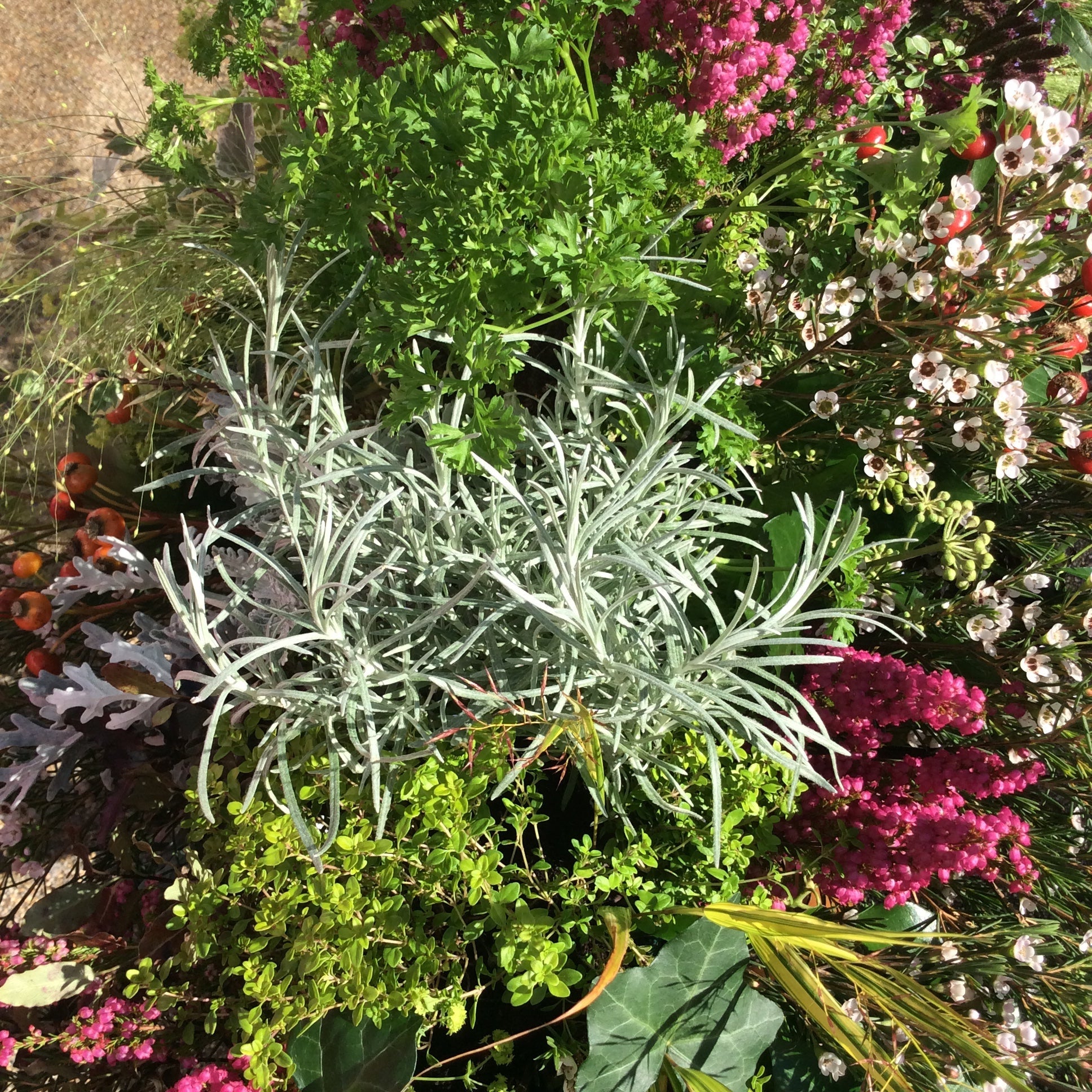 Bespoke: Herb, heather and garden spray