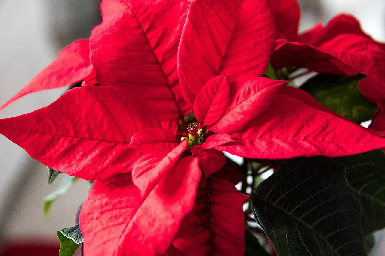 Top 10 Festive Bouquets to Gift at Christmas