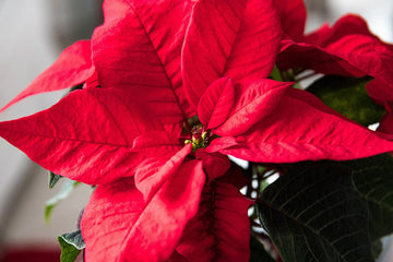 Top 10 Festive Bouquets to Gift at Christmas