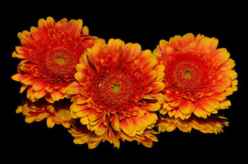 Kara's Tips #4: The Gerbera