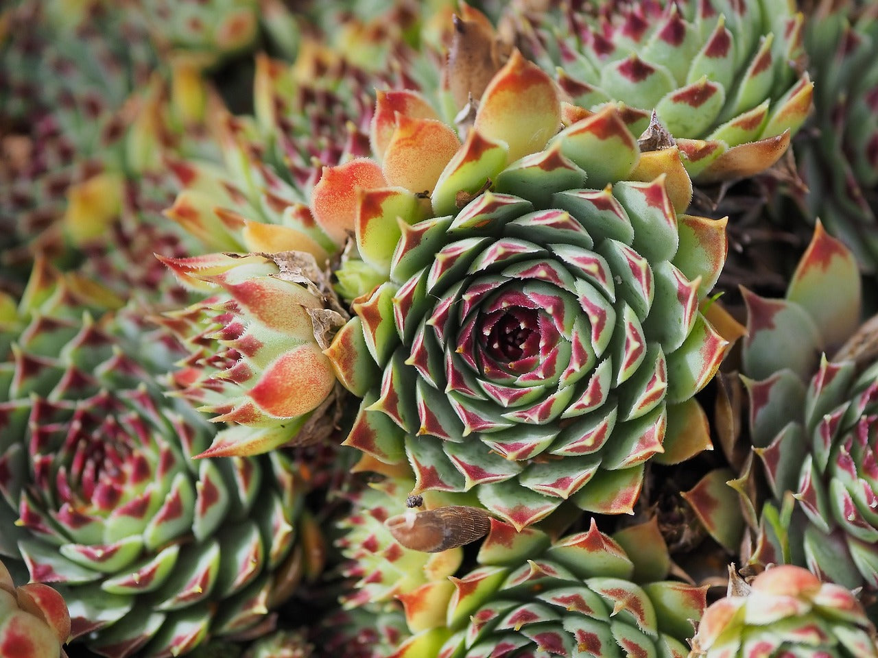 Kara's Tips #5: Sempervivum