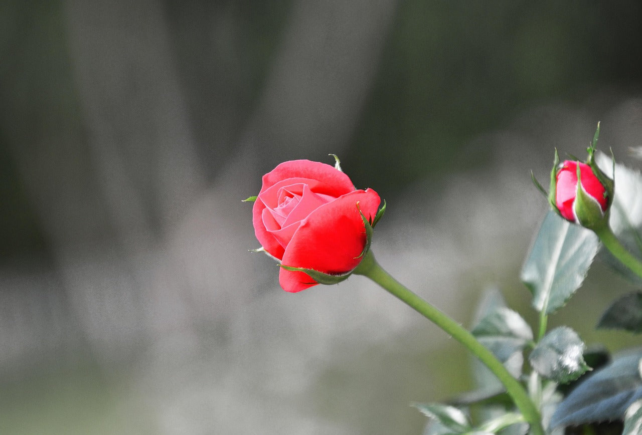 Karas Care Tips #1: The mini rose