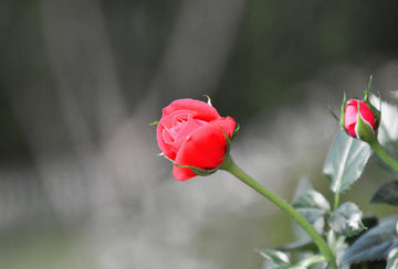 Karas Care Tips #1: The mini rose