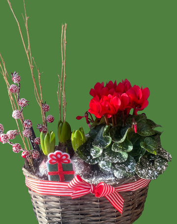 Christmas planted Basket