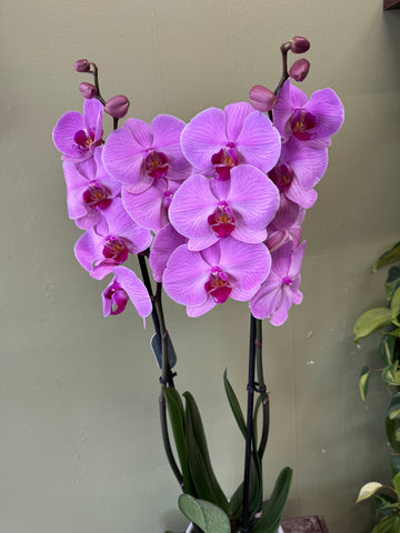 A Beautiful Orchid