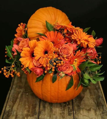 A Harvest moon pumpkin