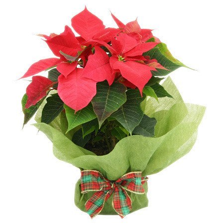 Christmas - Poinsettia Wrapped